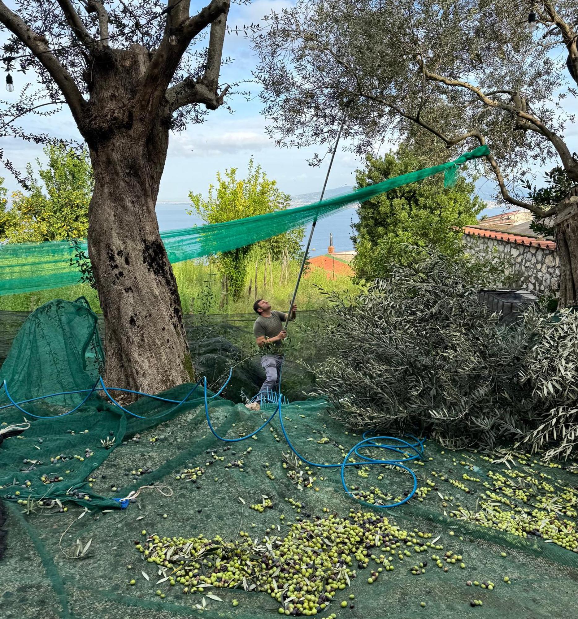Antica Tenuta Celotto Вико-Экуенсе Экстерьер фото